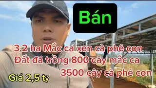 (Số 8) Qu&aacute; Rẻ!! Cần B&aacute;n 3,2 Ha Mắc Ca Xen C&agrave; Ph&ecirc; Con.Đất Đ&atilde; C&oacute; Sổ 2,2 Ha.Gi&aacute; 2,5 Tỷ. 