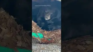 Hibernating bear found under family's deck