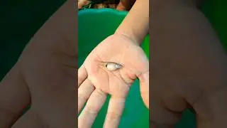 Ikan Aneh Apa Nih? Kok Bisa Ada di Sawah?!
