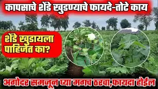 कापसाचे शेंडे खुडावे की नाही | जाणून घ्या फायदे तोटे | पातेगळ का होते ? | फुलपाते कसे वाढतील