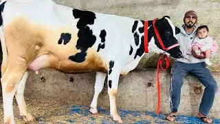 2 ਦੰਦ ਗੱਬਣ ਵਹਿੜ-2 ਸੂਈਆਂ ਵਹਿੜਾ ਵਿਕਾਉ-3 cow for sale #brardairyfarmmoga 