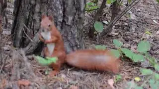 Білочка