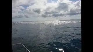 Witnessing an Enormous Dolphin Stampede || ViralHog