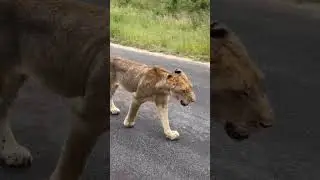 Survival Saga: Lioness Faces Exile from Pride Amidst New Male Takeover