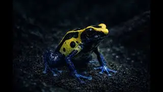 LOS 10 ANIMALES MAS PELIGROSOS DEL MUNDO