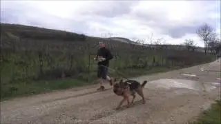 I Dog Race, Villar de los Barrios 2016. El Bierzo
