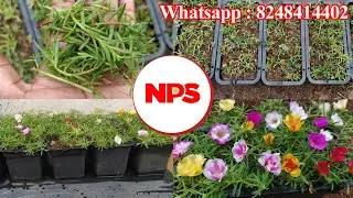 Portulaca 30 colors for sale online - Pathumani Poovu -Table Rose - Moss Rose -WhatsApp : 8248414402