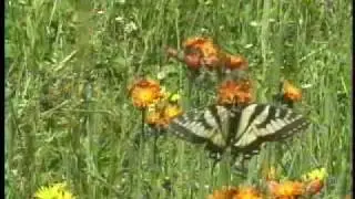 Ecosystem Dynamics