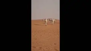 Camels Of Arab | Camels Of Desert | Beauty Of Desert | Camels Of Saudi Arabia | Wild Camels |#Shorts