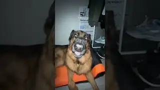 Дэня дэнсит #remix #dj #dog #собака #любовь #gsd #doglover #germanshepherd #puppy #прикол #shepherd