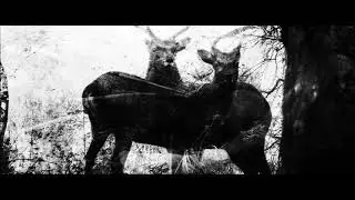 Old Growth - Red Clouds (Official Video)