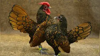 Sebright is a British breed of bantam chicken.