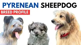 Pyrenean Sheepdog Breed Profile History - Price - Traits - Pyrshep Grooming Needs - Lifespan