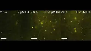 Fluorescent labeling of extracellular vesicles