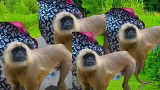 Cute real Hanuman | Where do monkeys live 