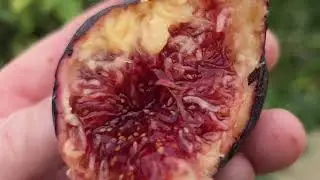 Инжир после дождя. Peter's honey.  I 258. Osborne prolific. L SU purple.