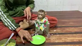 adorable baby monkey Rojo