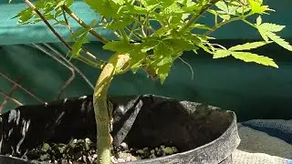 No Stress Training Clips 🤔indoor grow versus outdoor grow. Full organic?
