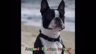Your birth month, your dog breed.