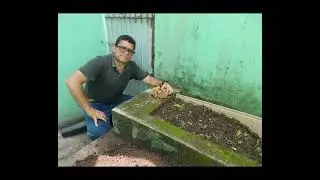 Castanheira do Brasil em Valença-Bahia.