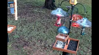 North Florida Bird Feeding - Saturday, July 05, 2025 - 05:30 AM CDT