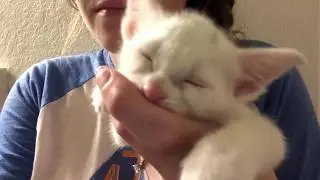 Kitten Purring, Kneading, and Nursing On My Finger!