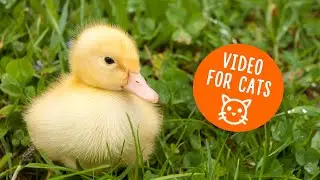 Cat TV for cats to watch / Movie for cats with ducklings 🦆