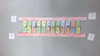 DNA Replication Stop Motion
