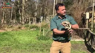Four-lined snakes at Wildwood