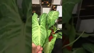 Indoor plant 🪴 kitchen garden 🪴 terrace garden 🪴