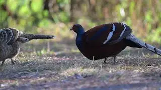Hume's Bar-tailed Pheasant Part III