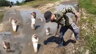 Wild Snake Hunting|Snake Hunt Adventure