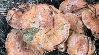 Çıntar Topladık Eğlendik  / kanlıca mantarı avı  Denizli