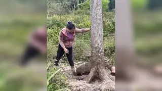 运输木材