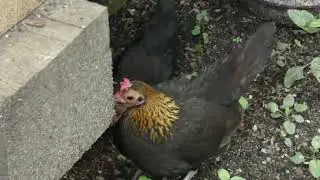 POULTRY JUDGE PARKER COMMENTS ON BANTY HEN AND CHICKS.