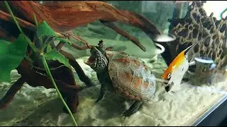 Chinese pond turtle