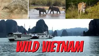 Vietnam&rsquo;s Biggest Wild Animals You Didn&rsquo;t Expect 🐘🐅
