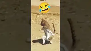 cat dance😱😍👌#funnyanimalvideo #animalfunnyvideo #shorts #shortsvideo