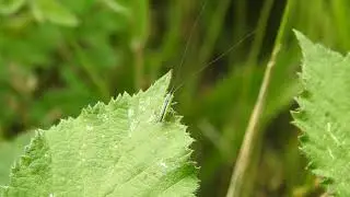 Long Winged Conehead Grasshopper - Conocephalus discolor
