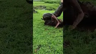 back roll & pushups |#shorts #viralshorts #Pushups #exercise