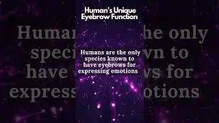 Human's Unique Eyebrow Function