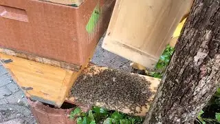 Bienen vereinigen mit Bienenmasse ohne Königinnenpheromone