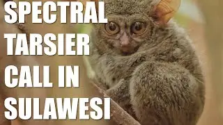 Spectral Tarsier Call | Rare Encounter in Sulawesi&rsquo;s Forests