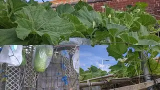 Update on Bottle gourd on The 31st August /My Garden/Harvesting vegetables/Shoker Bagan UK 2025