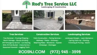 Tree Service Mount Arlington NJ