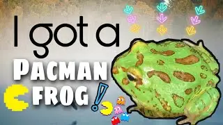 Unboxing Pacman Frog! | Malaysian | Katak Pacman