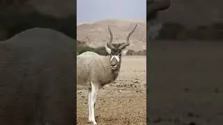 5 Amazing Addax Antelope Facts You Never Knew