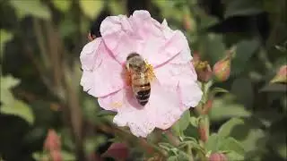 Bugs and Insects in Cyprus   (Friends or Foe Series)    A great pollenator  - so FRIEND