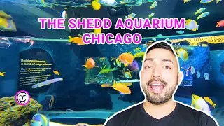 A Look Inside The Shedd Aquarium - Chicago, IL