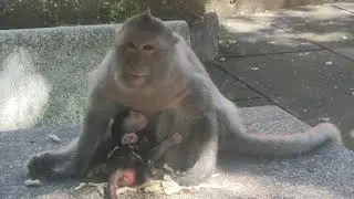 wow Monkey children learn to farm on their own😱